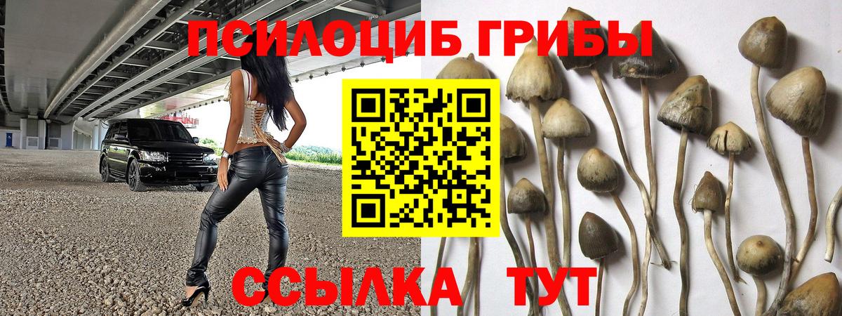 Галлюциногенные грибы Psilocybine cubensis Орск